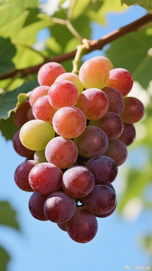 水果连连看原版操作指南 水果连连看原版操作指南